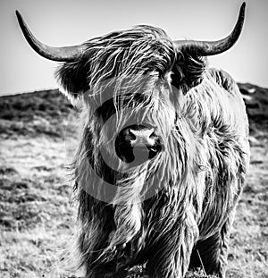 Highland Cow B&W photo